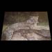 leopard-mural-granite